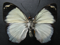 Adult Male Upper of Jezebel Nymph - Mynes geoffroyi guerini